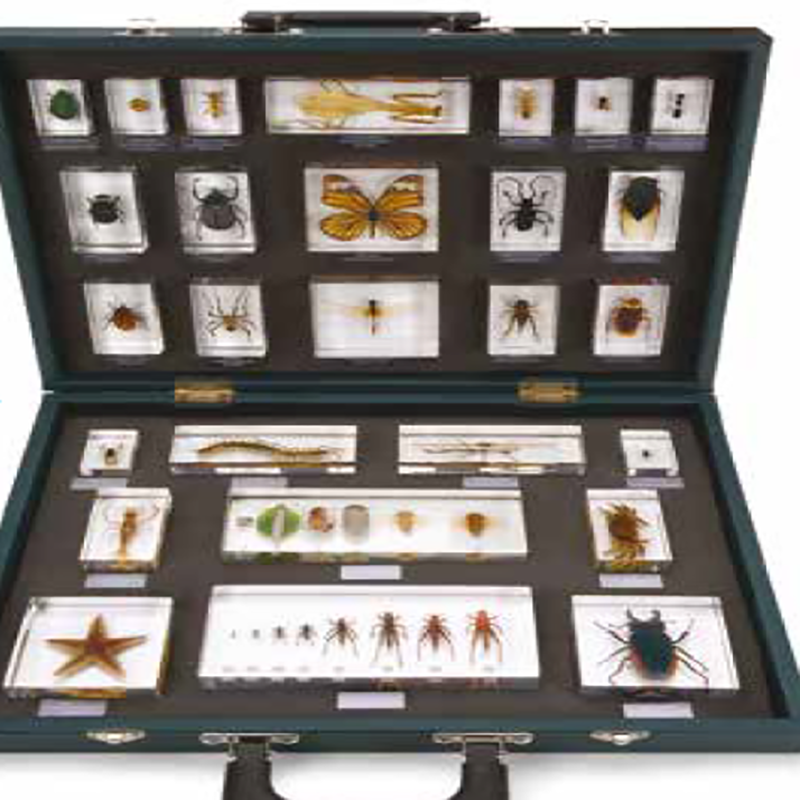 Böcek Koleksiyonu